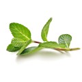 doTERRA Peppermint Touch 10ml Product Picture 03