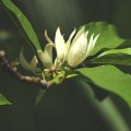doTERRA Magnolia Touch 10ml Product Picture 02