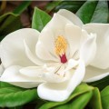 doTERRA Magnolia Touch 10ml Product Picture 03