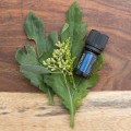 doTERRA Deep Blue Oil Product Photo 04