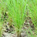 doTERRA Vetiver Roll-On 10ml Product Photo 03