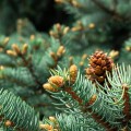 doTERRA Black Spruce Product Photo 03